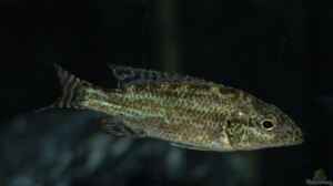 Einrichtungsbeispiele für die Haltung von Nimbochromis linni im Aquarium