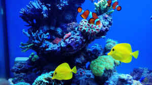 Bild aus dem Beispiel Schwings Reef von Schwing