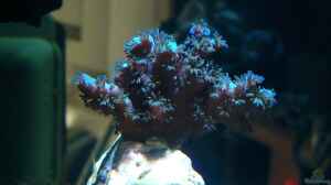 Acropora plumosa im Aquarium halten