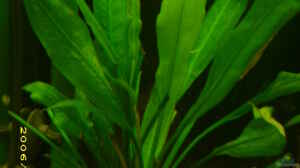 Echinodorus Bleheri (Amazonas-Schwertpflanze)