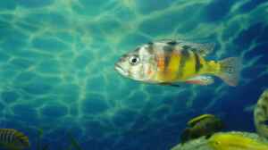 Aquarien mit Haplochromis sp. thick skin