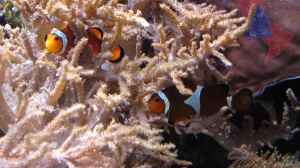 Artentafel Falscher Clownfisch (Amphiprion ocellaris)