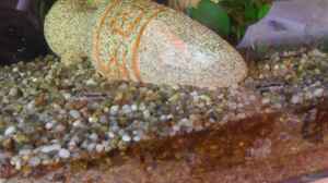 Corydoras osteocarus im Aquarium halten