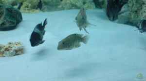 Tanganicodus irsacae im Aquarium halten