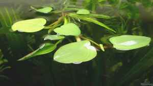 Schwimmblätter von Eichhornia diversifolia - Vers