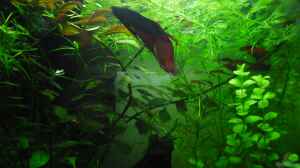 Bild aus dem Beispiel Betta Männchen -rot- 30liter von schwarzwald