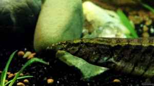 Aquarien mit Macrognathus pancalus
