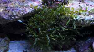 Caulerpa brachypus - Alge - mit dem Lebendgestein 