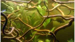 Bild aus dem Beispiel Buschfisch-Becken von mariajudyta