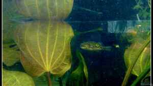 Einrichtungsbeispiele für Aquarien mit Palembang-Kugelfisch