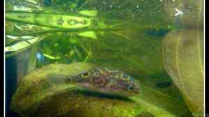 Einrichtungsbeispiele für Aquarien mit Palembang-Kugelfisch