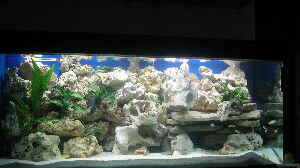 Aquarium von vorne