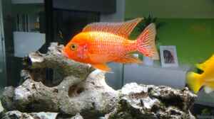 Aulonocara Firefish im Aquarium