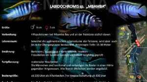 Einrichtungsbeispiele für Labidochromis sp. ´mbamba´