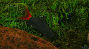 Epalzeorhynchos bicolor im Aquarium halten