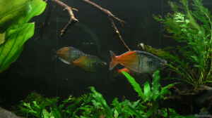 Harlekin-Regenbogenfische