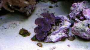 Bild aus dem Beispiel Meerwasseraquarium von Enrico