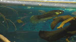 Betta unimaculata im Aquarium halten