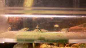Einrichtungsbeispiele für Placidochromis electra