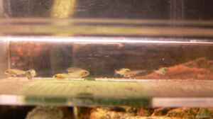 Einrichtungsbeispiele für Placidochromis electra