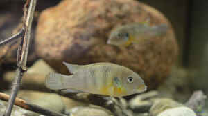 Aquarien mit Benitochromis ufermanni
