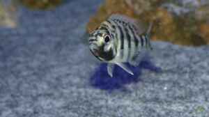 Einrichtungsbeispiele für Placidochromis johnstoni solo