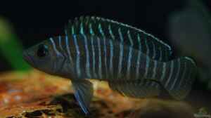Breite Streifen mit blauen Augen , der Neolamprologus similis !