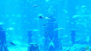 Aus den Aquarien der Welt , Fakten und Eindrücke über das Ambassador Lagoon & Dubai Aquarium (VAE, UAE)