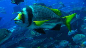 Aus den Aquarien der Welt , Fakten und Eindrücke über das Ambassador Lagoon & Dubai Aquarium (VAE, UAE)