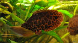 Bild aus dem Beispiel Leopard Buschfisch Becken von Der Buschfisch