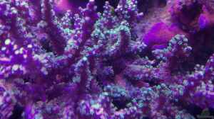 Acropora dendrum im Aquarium halten