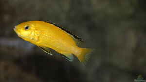 Labidochromis ´Yellow´ caeruleus im Aquarium halten