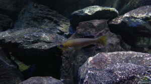 Cyprichromis leptosoma "jumbo" yellow head mpimpwe