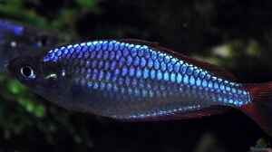 Einrichtungsbeispiele mit Zwerg-Neon-Regenbogenfischen