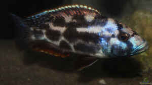 Einrichtungsbeispiele für die Haltung von Nimbochromis livingstonii