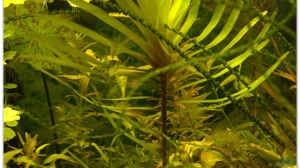 Eichhornia azurea im Aquarium pflegen