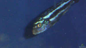 Melanochromis Maingano
