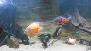 Clarias batrachus im Aquarium halten