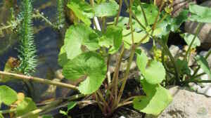 Verblühte Sumpfdotterblume (Caltha palustris)