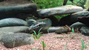 Aquarien mit Laetacara curviceps