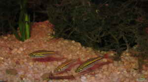 Rasbora borapetensis im Aquarium halten
