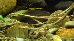 Macrognathus lineatomaculatus im Aquarium halten