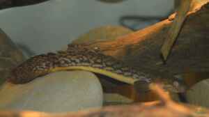 Polypterus teugelsi im Aquarium halten