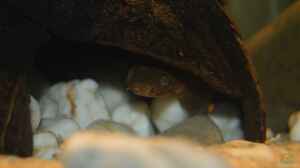 Polypterus teugelsi im Aquarium halten