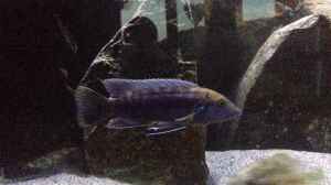 Melanochromis robustus im Aquarium halten