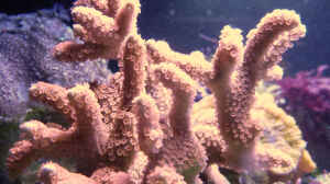 Aquarien mit Steinkorallen der Gattung Montipora