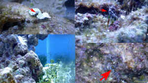 Ophiocomella pumila im Aquarium halten