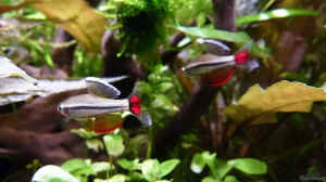 Aquarien mit Kardinalfischen