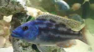 Nimbochromis fuscontaeniatus
