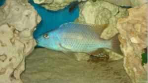 Einrichtungsbeispiele für die Haltung von Tyrannochromis nigriventer im Aquarium